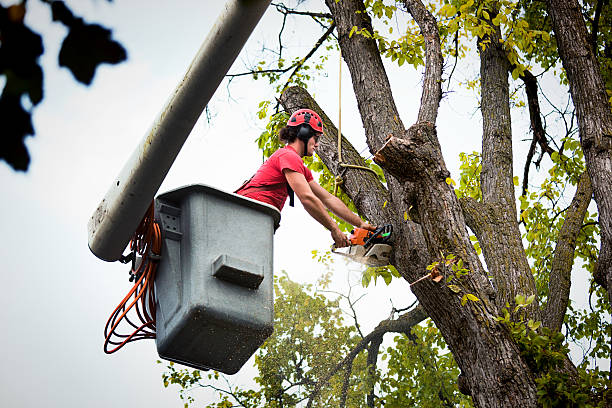 Best Stump Grinding and Removal  in Scott Af, IL